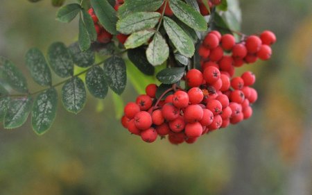 Рябина обыкновенная