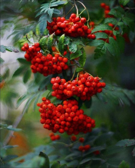 Рябина поддуболистная