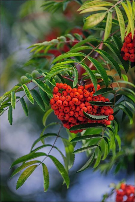 Рябина обыкновенная сорбинка