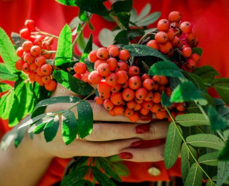 Калина рябина