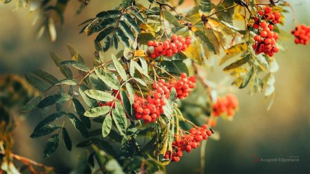 Береза рябина калина