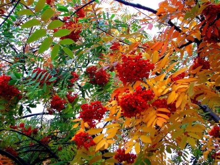 Калина дерево рябина