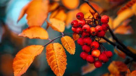 Ветка рябины осенью