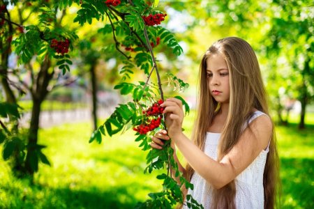 Рябина летом