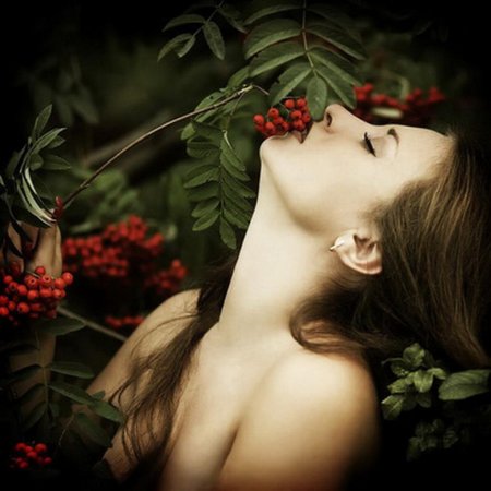 Куст рябины