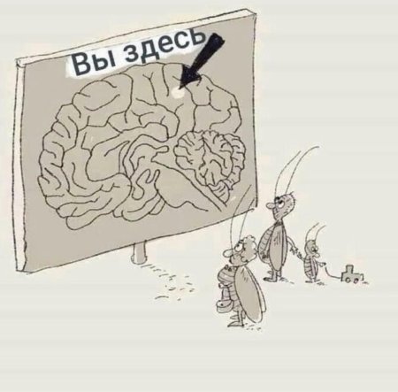 Таракан в голове