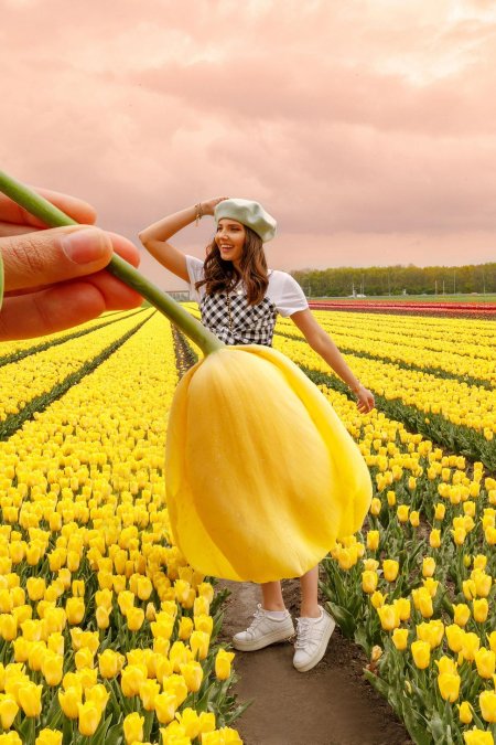 Плантации тюльпанов в голландии