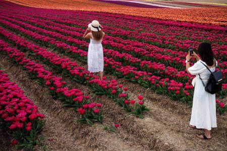 Поле тюльпанов