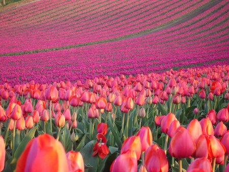 Тюльпаны нидерланды
