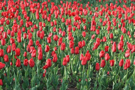Тюльпаны красные
