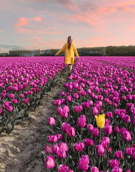 Нидерланды тюльпановые поля