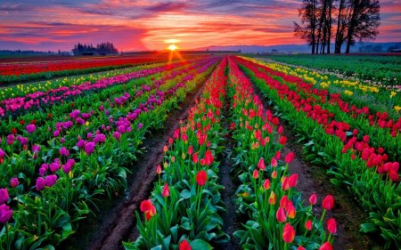 Поле тюльпанов
