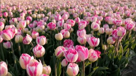 Тюльпаны поле