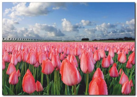 Голландия тюльпаны