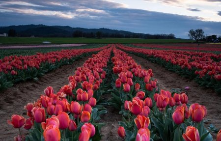 Тюльпановое поле вашингтон