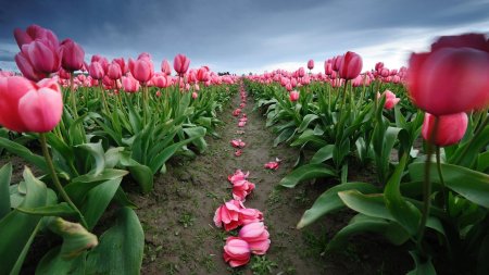 Самые красивые тюльпаны
