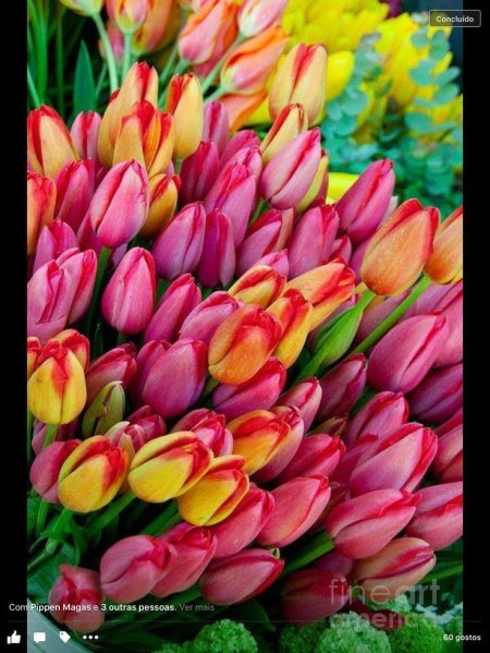 Много тюльпанов