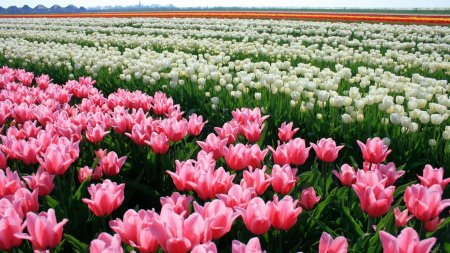 Поле с тюльпанами
