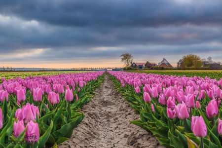 Нидерланды тюльпановые поля
