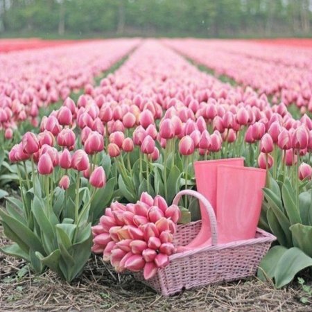 Тюльпан джамбо пинк