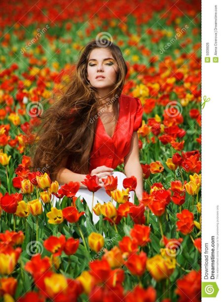 Тюльпаны в поле