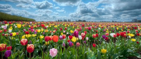 Калмыкия тюльпановые поля