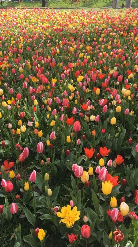 Tulip garden