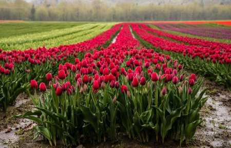 Тюльпаны нидерланды