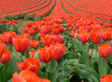 Поле красных тюльпанов