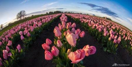 Тюльпан пинк скай