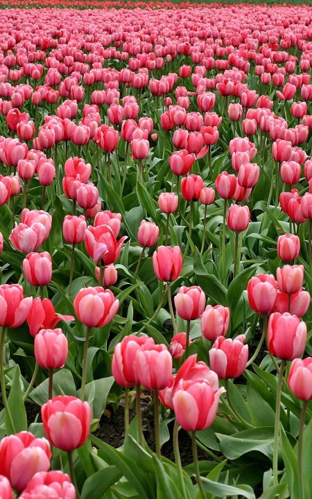 Тюльпан пинк