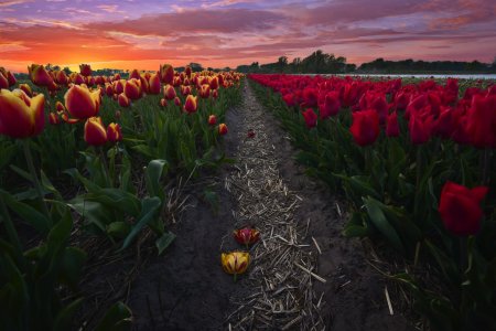 Тюльпановое поле голландия рассвет