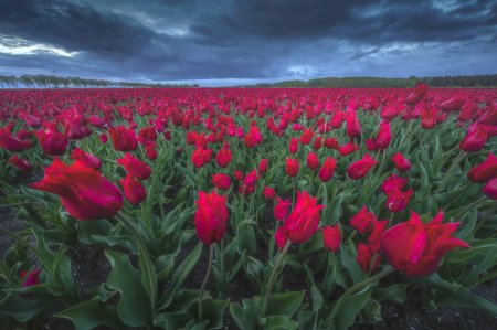 Голландия тюльпаны поля