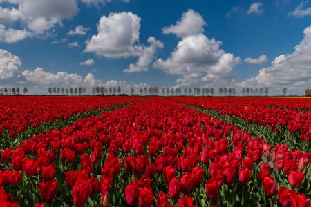 Тюльпановые поля в калининградской области