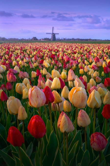 Tulip fields