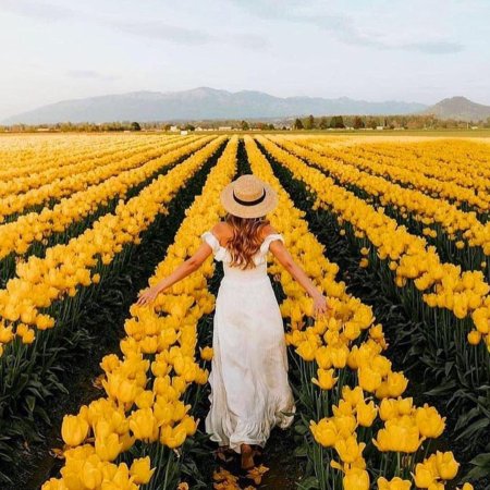 Тюльпановое поле
