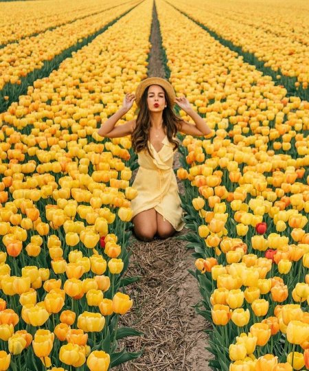 Тюльпановое поле