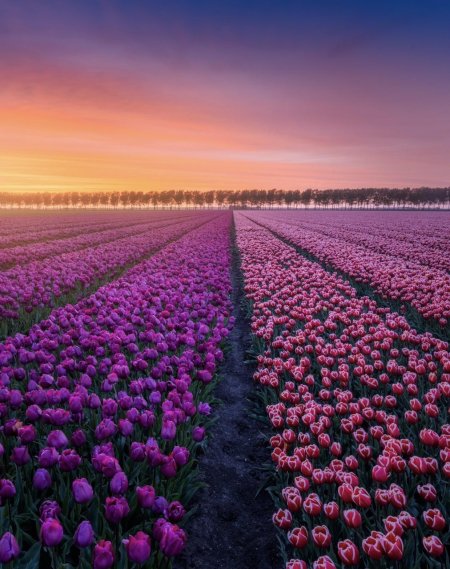 Нидерланды тюльпановые поля
