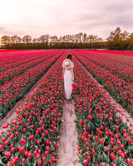 Голландия тюльпаны поля