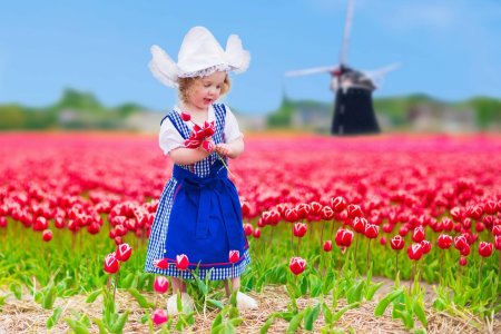 Поле тюльпанов