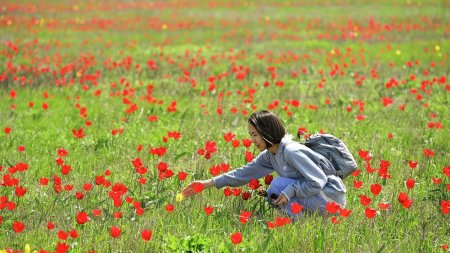 Калмыкия тюльпановые поля