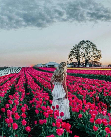 Тюльпаны поле