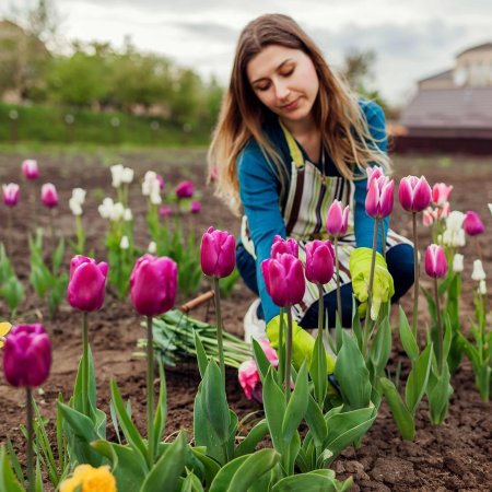 Клумба с тюльпанами