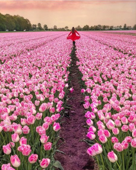 Нидерланды тюльпановые поля