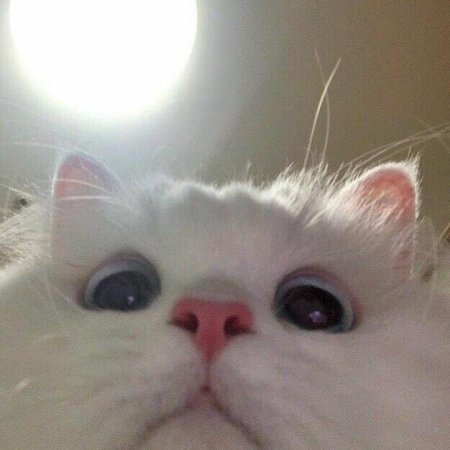 Милые котики с сердечками