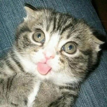 Умственно отсталые кошки