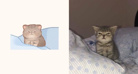 Сонный котенок мем