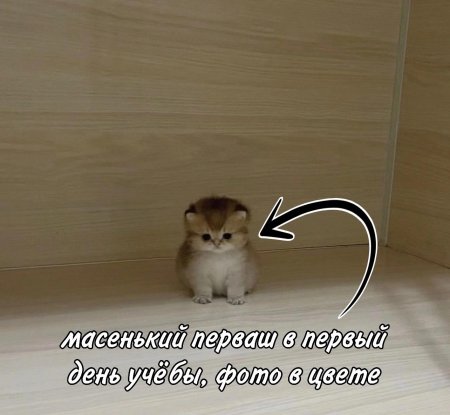 Котенок маленький