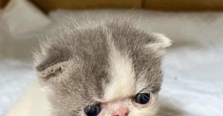 Маленький котенок