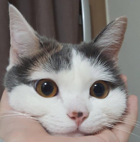 Милые котики смешные